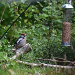 Great Spotted Woodpecker Grange 11 June 2016 Valerie Sheach Leith