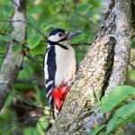 Great Spotted Woodpecker Loch Spynie 30 May 2014 Richard Somers Cocks