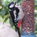 Great Spotted Woodpecker Longmorn 12 Mar 2015 Brian Sheldon 2