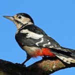 Great Spotted Woodpecker Lossie Forest 25 Oct 2016 Gordon Biggs P