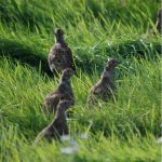Grey Partridges Kinloss 6 Oct 2017 Allan Lawrence