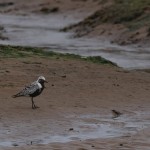 Grey Plover Lossie estuary 15 Aug 2015 David Main