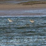 Grey Plover Lossie estuary 30 Sep 2016 Tony Backx