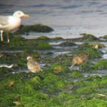 Grey Plover and Bar tailed Godwit 7 Aug 2015 Martin Cook