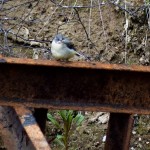 Grey Wagtail Gallowhill 16 May 2016 Valerie Sheach Leith