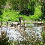 Greylag Goose family Aitnoch 26 May 2017 Alison Ritchie P