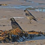 Hooded and Carrion Crows Nairn 8 Jan 2016 Jack Harrison