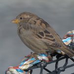 House Sparrow Nairn harbour 19 Aug 2017 Jack Harrison