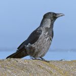Hybrid Crow Nairn 29 Mar 2018 Jack Harrison