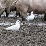 Iceland Gull Hopeman pig farm 8 Feb 2016 Alison Ritchie P