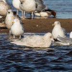 Iceland Gull Lossie estuary 12 Feb 2018 David Main 2