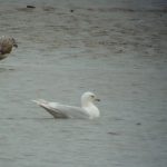 Iceland Gull Lossie estuary 12 Mar 2017 Bob Proctor