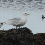 Iceland Gull Lossie estuary 3 May 2018 Allan Lawrence PS