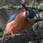 Kingfisher Forres 20 February 2018 Mike Crutch 1