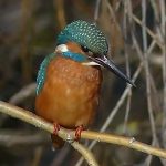 Kingfisher Forres 21 February 2018 Jack Harrison