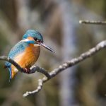 Kingfisher Forres 24 Feb 2018 Nick Mellor 4