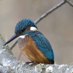 Kingfisher Loch Spynie 15 Nov 2017 Nick Mellor P