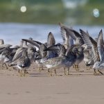 Knot Findhorn beach 28 Aug 2016 Richard Somers Cocks P