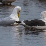 Lesser Black backed Gull Lossie estuary 19 Jan 2016 David Main