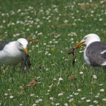 Lesser Black backed Gulls Dunearn 29 May 2018 Jack Harrison