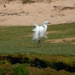 Little Egret Lossie estuary 23 May 2016 Gordon Biggs 1 P