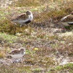 Little Stint Findhorn 24 May 2015 Richard Somers Cocks