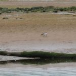 Little Stint Spey estuary 23 May 2018 Martin Cook