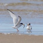 Little Tern Findhorn beach 1 Aug 2017 Richard Somers Cocks P