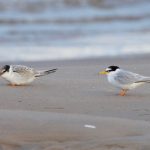 Little Tern Findhorn beach 7 Aug 2017 Richard Somers Cocks P
