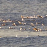 Long Tailed Ducks off Findhorn 7 Nov 2014 Richard Somers Cocks