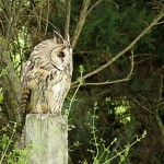 Long eared Owl Moyness 15 Jul 2015 Alison Ritchie 1 P