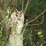 Long eared Owl Moyness 15 Jul 2015 Alison Ritchie 2 P