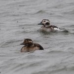 Long tailed Duck Burghead 15 Oct 2016 Tony Backx