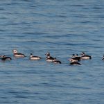 Long tailed Duck Findhorn 17 Jan 2017 Richard Somers Cocks