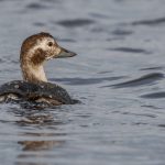 Long tailed Duck Lossie estuary 15 Nov 2016 David Main
