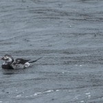 Long tailed Duck Lossiemouth harbour 7 Oct 2014 David Main