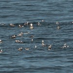 Long tailed Ducks Burghead 16 Jan 2016 Tony Backx P