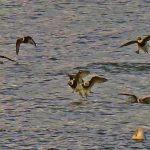 Long tailed Ducks Nairn 7 Dec 2016 Jack Harrison
