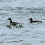 Long tailed Ducks Portgordon 2 May 2018 Tony Backx 1