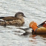 Mandarin Ducks Sanquhar Loch Forres 13 Apr 2014 Mark Keighley
