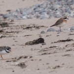 Mongolian Plover Lossiemouth east beach Margaret Sharpe 16 July 2013 1