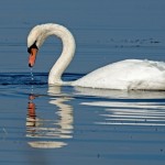 Mute Swan Loch Spynie 11 Sept 2014 Derek McGinn