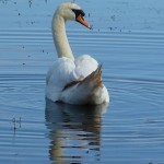 Mute Swan Loch Spynie 6 Jul 2014 Bob Proctor