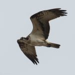 Osprey Lossie estuary 18 Apr 2017 Mike Crutch 2P