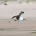 Osprey Lossie estuary 28 May 2016 Gordon Biggs