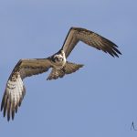 Osprey Lossie estuary 8 May 2018 Nick Mellor 1