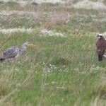 Osprey with Grey Heron Findhorn Bay 6 May 2015 Richard Somers Cocks