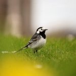 Pied Wagtail Forres 23 Apr 2017 Allan Lawrence P