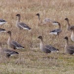 Pink footed Geese Findhorn Bay 10 May 2015 Richard Somers Cocks