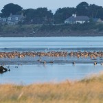 Pink footed Geese Findhorn Bay 4 Oct 2015 Richard Somers Cocks